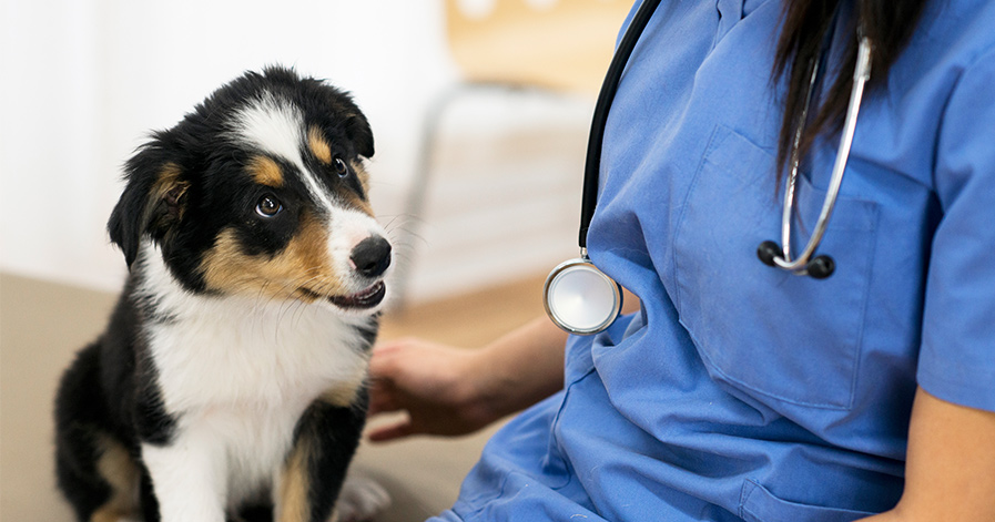how to become a veterinarian